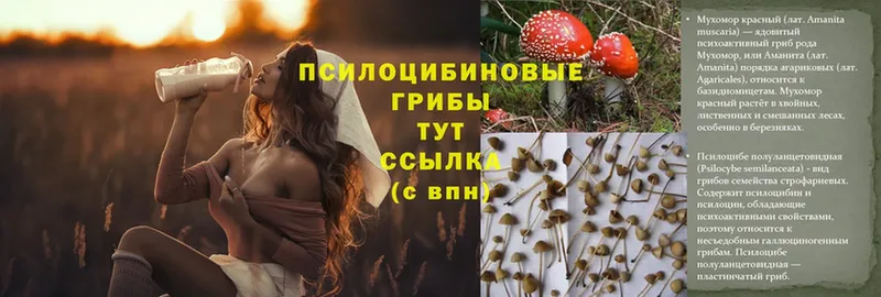 даркнет сайт  Облучье  Галлюциногенные грибы Psilocybe 